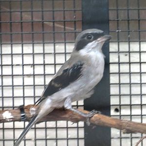Eastern Loggerhead Shrike