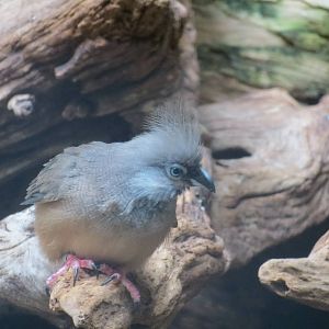 Yellow-vented Bulbil