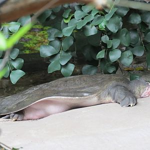 Nile Softshell Turtle