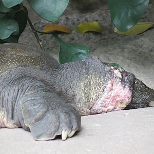 Nile Softshell Turtle