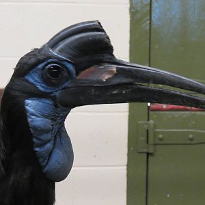 Abyssinian Ground Hornbill