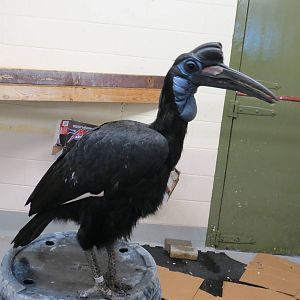 Abyssinian Ground Hornbill