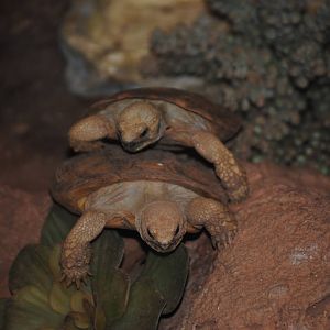 Pancake Tortoises
