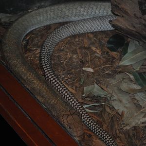 king cobra