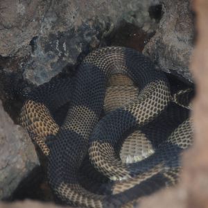 Egyptian Cobra