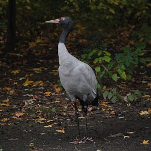 Black-Necked Crane