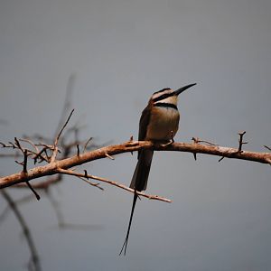 White-Throated Bee-Eater