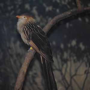 Guira Cuckoo