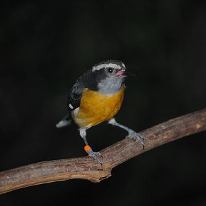 Haitian Bananaquit