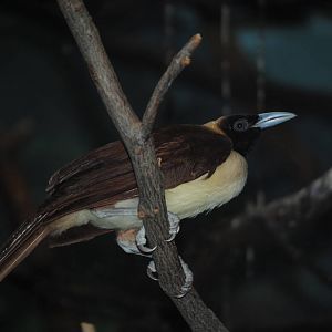 Lesser Bird-of-Paradise