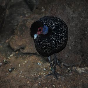 Kenyan Crested Guineafowl