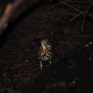 Song Thrush