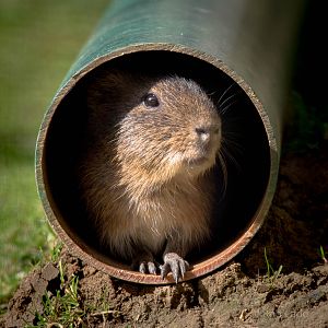 Greater guinea pig / Swamp cavy : Hamerton : 31 Aug 2014
