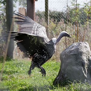 Ruppells griffon vulture : Hamerton : 27 Sep 2014