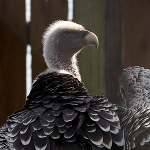 Ruppells griffon vulture : Hamerton : 27 Sep 2014