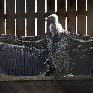 Ruppells griffon vulture : Hamerton : 27 Sep 2014