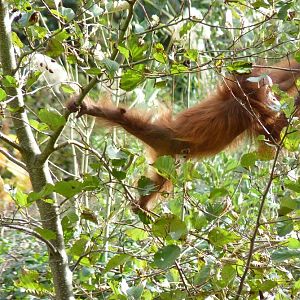 Bornean Orangutan infant climbing, October 2014