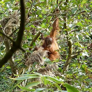 Bornean Orangutan infant climbing, October 2014