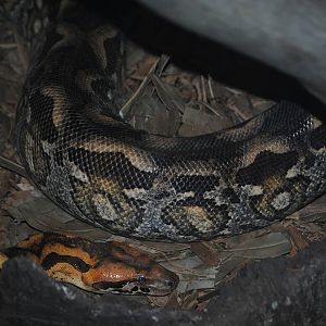 Madagascar Ground Boa