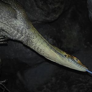 Merten's Water Monitor