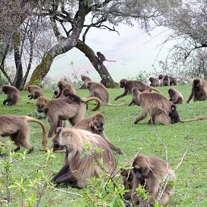 Gelada