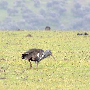 Wattled Ibis