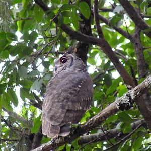 Greyish Eagle Owl