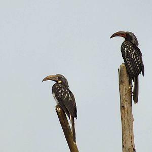 Hemprich's Hornbill?