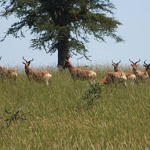 Swayne's Hartebeest
