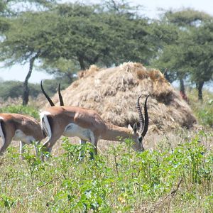 Grant's Gazelle