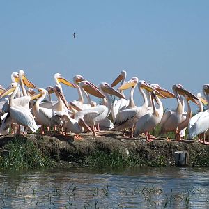Great White Pelicans