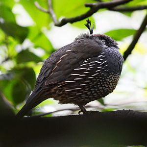 CALIFORNIAN QUAIL