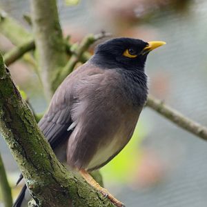 COMMON MYNAH OR INDIAN MYNAH
