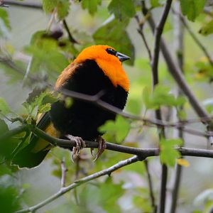 Red Bishop or Orange weaver