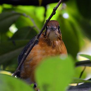 ORANGE-HEADED GROUND THRUSH