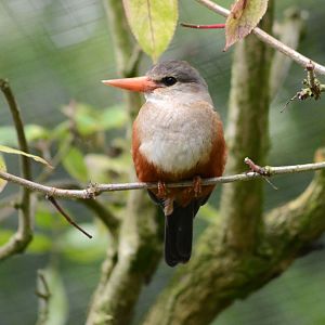 GREY-HEADED KINGFISHER