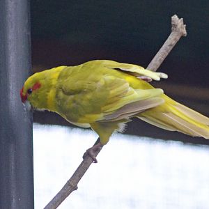 RED-FRONTED KAKARIKI MUTATION