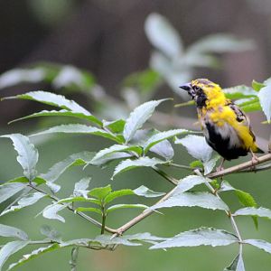 YELLOW-CROWNED BISHOP