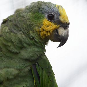 ORANGE-WINGED AMAZON PARROT