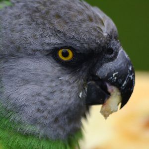 SENEGAL PARROT