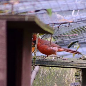 NORTHERN CARDINAL