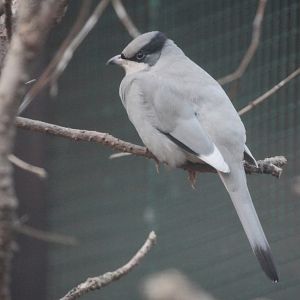 Grey Hypocolius (Hypocolius ampelinus) male