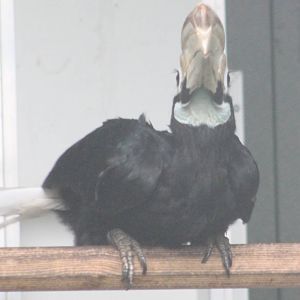 Palawan hornbill