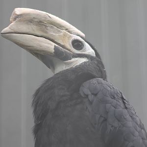 Palawan hornbill