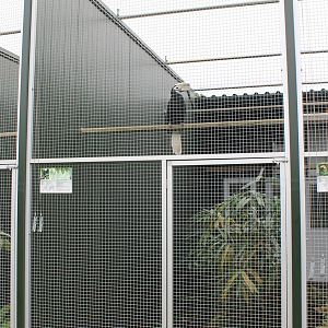 Aviary Palawan hornbill