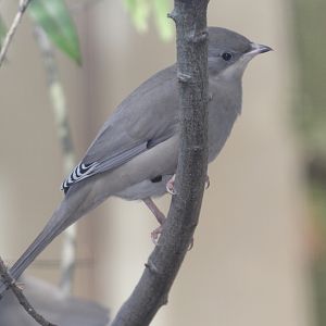Grey Hypocolius (Hypocolius ampelinus) female