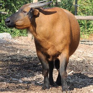 Congo buffalo