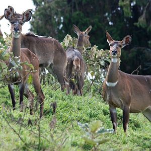 Mountain Nyalas, Bale Mountains NP, 16/10/14