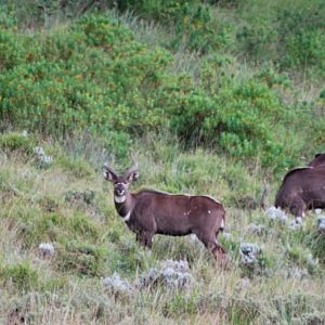 Mountain Nyalas, Bale Mountains NP, 14/10/14