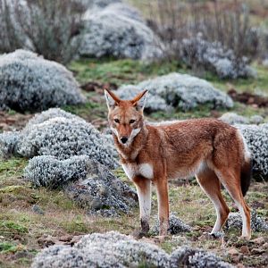 Ethiopian Wolf, Bale Mountains NP, 15/10/14